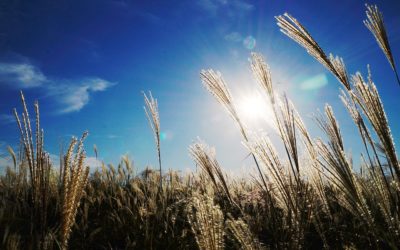 A Bruised Reed: Bent but not Broken