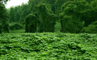 Fighting Kudzu