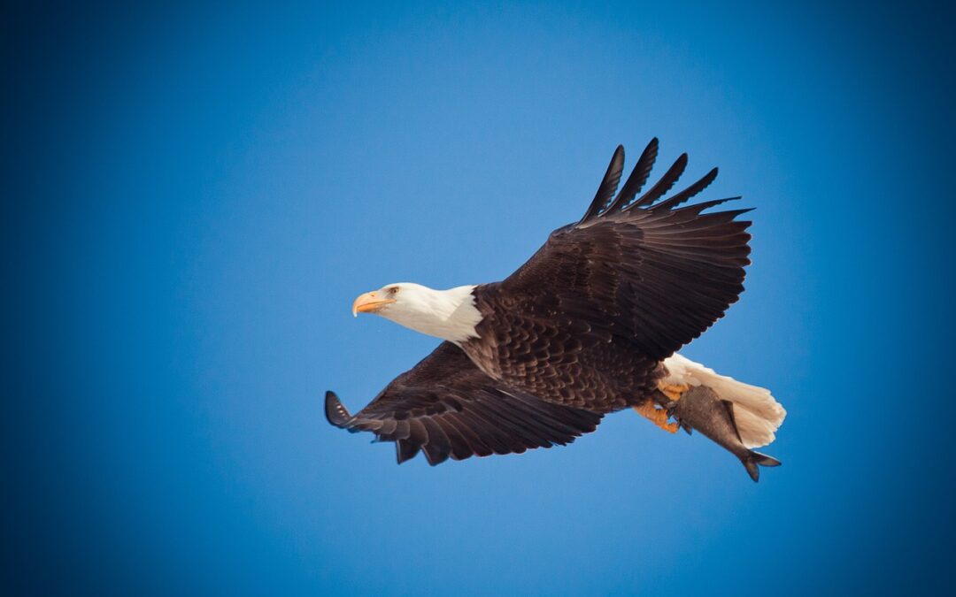 Soaring Eagles